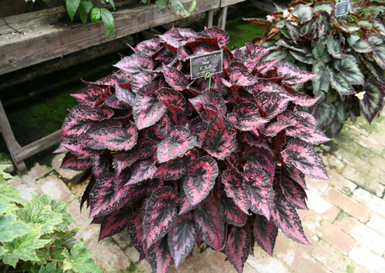 B. ‘Vista’